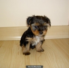 cachorros yorkshire terrier - mejor precio | unprecio.es