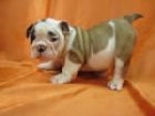 Entrenados capacitados cachorros British Bulldog listo para un nuevo hogar. - mejor precio | unprecio.es