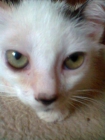 Petit, un gatito tan bueno y solito por la calle!!! nacido en mayo. - mejor precio | unprecio.es