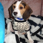 Precioso cachoro de beagle 4 meses macho - mejor precio | unprecio.es