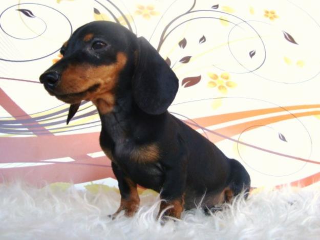 TECKEL EXCELENTES CACHORROS DE PELO LISO