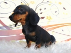 TECKEL EXCELENTES CACHORROS DE PELO LISO - mejor precio | unprecio.es