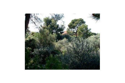 Terreno y Solares En Venta en Santa Ponsa, Mallorca