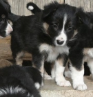Ultima Hembra Border Collie - mejor precio | unprecio.es
