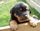 350-ROTTWAILER - mejor precio | unprecio.es