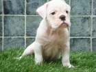 Bulldog Ingles ( en color blanco ) - mejor precio | unprecio.es