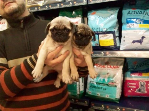 CACHORRITOS DE CARLINO, EXCELENTES 530 EUROS