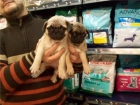 CACHORRITOS DE CARLINO, EXCELENTES 530 EUROS - mejor precio | unprecio.es