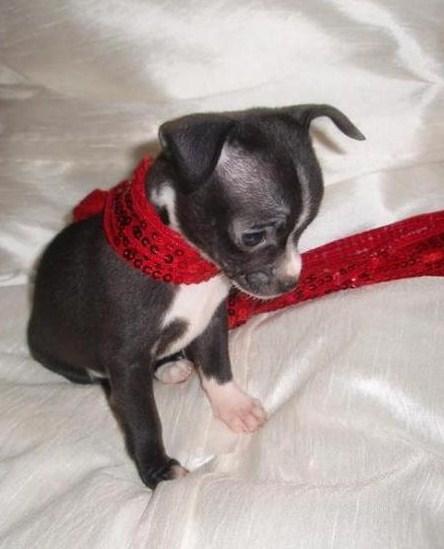 CHIHUAHUA HEMBRITA LA MAS MINI ALTA CALIDAD