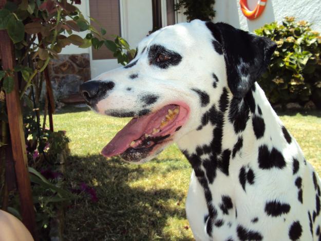 Dalmata para montas