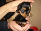 exelente cachorro de yorkshire miniatura - mejor precio | unprecio.es