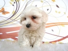 FANTASTICOS CACHORROS BICHON MALTES LISTOS PARA SER ENTREGADOS - mejor precio | unprecio.es