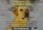 Labradores Retrievers www.costadellabrador.com - mejor precio | unprecio.es
