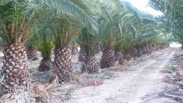 Palmera Phoenix Canariensis