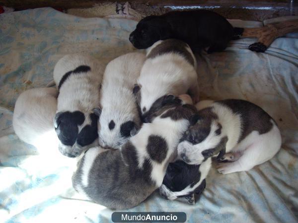 Regalo cachorros de mastin