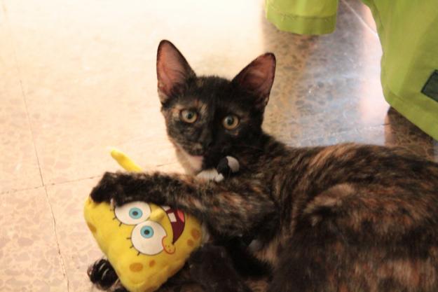 Se regala gatita URGENTE!!!
