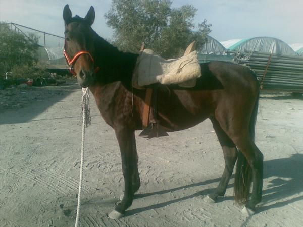 se vend kaballo kastaño entero350 eu