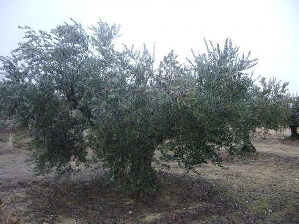 Vendo olivos centenarios