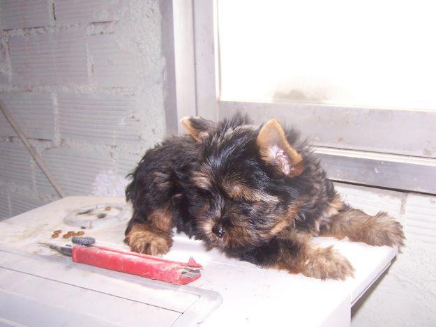 YORKSHIRE TERRIER