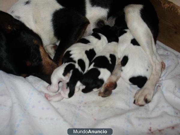 CACHORROS DE GOS RATER VALENCIA - RATONERO VALENCIANO