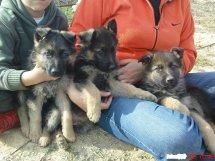 Cachorros Pastor Aleman