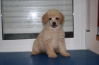 Caniche hembra - 299 ! - mejor precio | unprecio.es