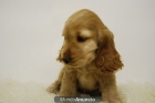 Cocker Preciosos Cachorros 380er. - mejor precio | unprecio.es