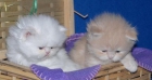 Gatitos persas con pedigree de padre - mejor precio | unprecio.es