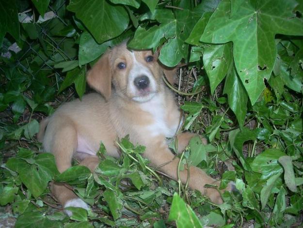 MELO (POCO MAS DE UNA AÑITO) EN ADOPCION