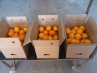 naranjas a domicilio - mejor precio | unprecio.es