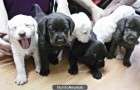 perritos de labrador puros preciosos - mejor precio | unprecio.es