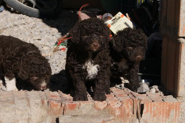 preciosa camada de perro de agua español