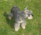 schnauzer miniatura - mejor precio | unprecio.es
