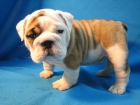 Vendo camada de Bulldog ingles, muy buen precio - mejor precio | unprecio.es