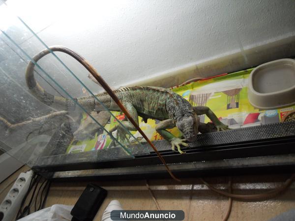 VENDO IGUANA DE CUATRO AÑOS CON TERRARIO POR NO TENER ESPACIO PARA TENERLA!!SOY DE UN PUEBLO DE MURCIA!!MI TLF.ES EL 659