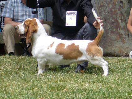 BASSET HOUND PARA MONTAS (BIS JOVEN)