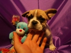 BULL DOG FRANCES unos cachorritos de sobresaliente - mejor precio | unprecio.es