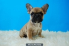 Bulldog Frances color fawn cachorros - mejor precio | unprecio.es