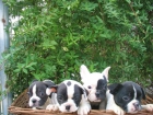 BULLDOG FRANCES EXCELENTES CACHORRITOS 450 - mejor precio | unprecio.es