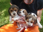 cachorras beagles - mejor precio | unprecio.es