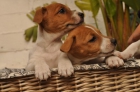 CACHORROS JACK RUSSELL - mejor precio | unprecio.es