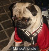 CARLINO MACHO, ELEGANTE Y MUY DULCE BUSCA UNA NOVIA PARA MONTAR