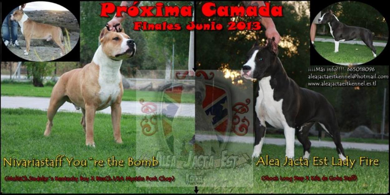 Excelente camada american staffordshire terrier