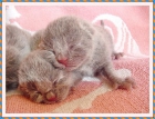 Gatitos British Shorthair Azules Monisimos!1 - mejor precio | unprecio.es