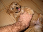 Se vende Terrier en Almeria precio 160 euros. - mejor precio | unprecio.es