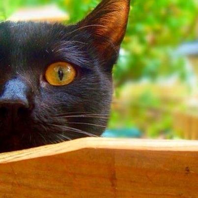 Viernes, gatito en adopcion (madrid - toledo)