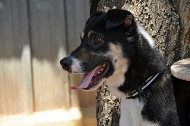 Poker, en adopción