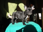 Bulldog francés hijos de Karisoke Jamón - mejor precio | unprecio.es