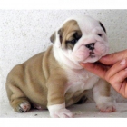 CACHORROS BULLDOG INGLES BARATOS 170€ - mejor precio | unprecio.es