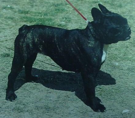 cachorros de bulldog frances